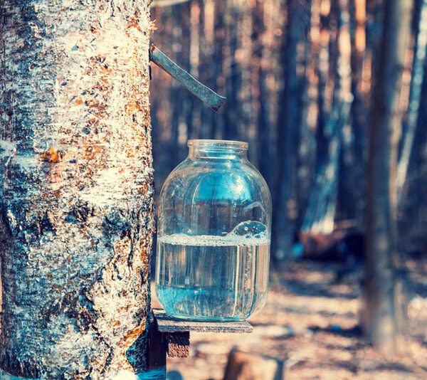 Sok z brzozy – jak go zrobić i dlaczego warto?