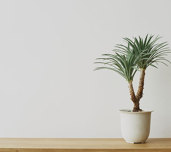 Juka domowa - pielęgnacja, podlewanie i uprawa